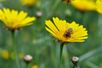 How to Deal with Seasonal Allergies Naturally and Effectively How to Deal with Seasonal Allergies Naturally and Effectively
